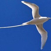 White-tailed Tropicbird
